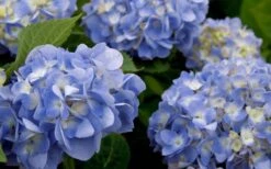 Dear Dolores Hydrangea - 2 Gallon Pot 13 Dear Dolores Hydrangea - 2 Gallon Pot -Garden Plant Seeds hydrangea20dear20delores202