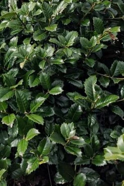 Emily Bruner Pyramidal Holly - 7 Gallon Pot (3-4') -Garden Plant Seeds ilex emily bruner holly tree 104