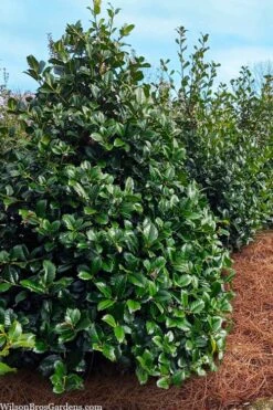 Emily Bruner Pyramidal Holly - 7 Gallon Pot (3-4') -Garden Plant Seeds ilex emily bruner holly tree 105
