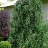 Weeping Yaupon Holly (Ilex Vomitoria 'Pendula') - 7 Gallon Pot (7-8') 2 Weeping Yaupon Holly (Ilex Vomitoria 'Pendula') - 7 Gallon Pot (7-8') -Garden Plant Seeds ilex vomitoria pendula weeping yaupon holly tree 4