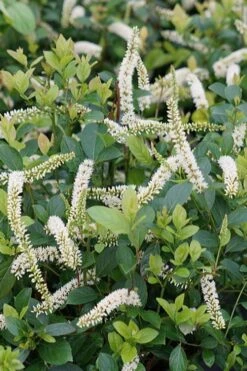 Scentlandia Sweetspire (Itea Virginica) - 3 Gallon Pot -Garden Plant Seeds itea virginica scentlandia virginia sweetspire 2