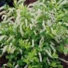 Scentlandia Sweetspire (Itea Virginica) - 3 Gallon Pot -Garden Plant Seeds itea virginica scentlandia virginia sweetspire 4