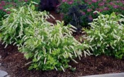 Scentlandia Sweetspire (Itea Virginica) - 3 Gallon Pot -Garden Plant Seeds itea virginica scentlandia virginia sweetspire 5