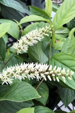 Scentlandia Sweetspire (Itea Virginica) - 3 Gallon Pot -Garden Plant Seeds itea virginica scentlandia virginia sweetspire 6