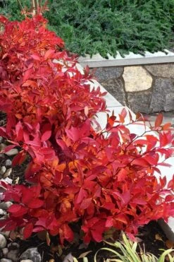 Scentlandia Sweetspire (Itea Virginica) - 3 Gallon Pot -Garden Plant Seeds itea virginica scentlandia virginia sweetspire 7