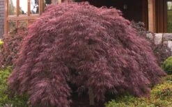 Crimson Queen Dwarf Japanese Maple (High Graft Tree Form) - 1 Gallon Pot -Garden Plant Seeds ja panese Maple Crimson Queen 50