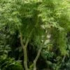 Seiryu Japanese Maple - 2 Gallon Pot -Garden Plant Seeds japanese Maple Seiryu 500x750 1