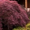 Crimson Queen Dwarf Japanese Maple (High Graft Tree Form) - 1 Gallon Pot -Garden Plant Seeds japanese maple crimson queen 24