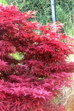Fireglow Red Leaf Japanese Maple - 5 Gallon Pot (4-4.5') -Garden Plant Seeds japanese maple fireglow 11