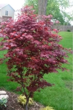 Fireglow Red Leaf Japanese Maple - 5 Gallon Pot (4-4.5') -Garden Plant Seeds japanese maple fireglow 12