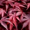 Fireglow Red Leaf Japanese Maple - 5 Gallon Pot (4-4.5') -Garden Plant Seeds japanese maple fireglow 13