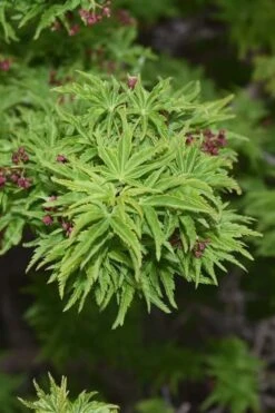 Lions Head Japanese Maple (Acer Palmatum 'Shishigashira') - 2.5 Gallon Pot 16 Lions Head Japanese Maple (Acer Palmatum 'Shishigashira') - 2.5 Gallon Pot -Garden Plant Seeds japanese maple lions head shishigashira 1