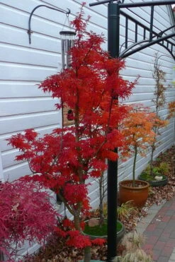 Lions Head Japanese Maple - Acer Palmatum 'Shishigashira' - 2 Gallon Pot -Garden Plant Seeds japanese maple lions head shishigashira 3 1