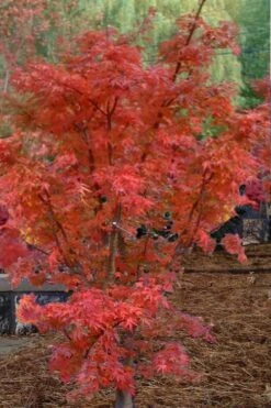 Lions Head Japanese Maple - Acer Palmatum 'Shishigashira' - 2 Gallon Pot -Garden Plant Seeds japanese maple lions head shishigashira 4 1