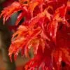 Lions Head Japanese Maple - Acer Palmatum 'Shishigashira' - 2 Gallon Pot -Garden Plant Seeds japanese maple lions head shishigashira 5 1