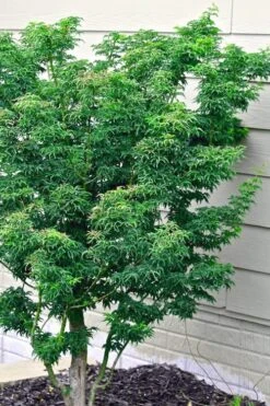 Lions Head Japanese Maple - Acer Palmatum 'Shishigashira' - 2 Gallon Pot -Garden Plant Seeds japanese maple lions head shishigashira 6 1