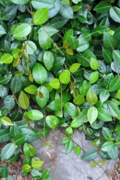 Asian Jasmine - Asiatic Jasmine - 1 Gallon Pot -Garden Plant Seeds jasmine asian 10