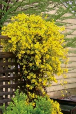 Carolina Yellow Jasmine (Jessamine) Gelsemium Sempervirens - 2 Gallon Pot -Garden Plant Seeds jasmine carolina 21