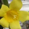 Carolina Yellow Jasmine (Jessamine) Gelsemium Sempervirens - 2 Gallon Pot -Garden Plant Seeds jasmine carolina 22