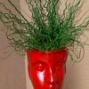 Big Twister Giant Corkscrew Rush (Juncus Effusus) - 1 Gallon Pot -Garden Plant Seeds juncus effusus big twister rush 102