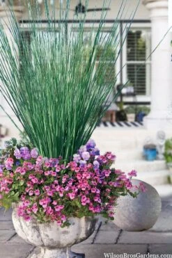 Elk's Blue California Gray Rush (Juncus Patens) - 1 Gallon Pot 13 Elk's Blue California Gray Rush (Juncus Patens) - 1 Gallon Pot -Garden Plant Seeds juncus inflexus blue arrows rush 23
