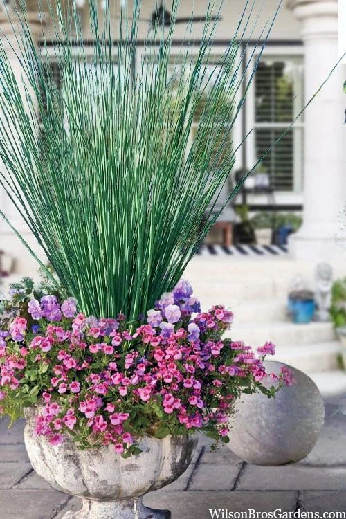 Elk's Blue California Gray Rush (Juncus Patens) - 1 Gallon Pot 8 Elk's Blue California Gray Rush (Juncus Patens) - 1 Gallon Pot - Image 6