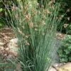 Elk's Blue California Gray Rush (Juncus Patens) - 1 Gallon Pot -Garden Plant Seeds juncus patens elk blue california rush 10