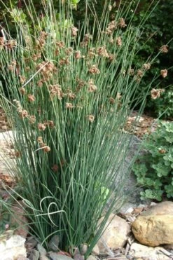 Elk's Blue California Gray Rush (Juncus Patens) - 1 Gallon Pot 11 Elk's Blue California Gray Rush (Juncus Patens) - 1 Gallon Pot -Garden Plant Seeds juncus patens elk blue california rush 9