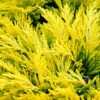 Limeglow Golden Andorra Compact Juniper - 1 Gallon Pot -Garden Plant Seeds juniper horizontalis lime glow 26