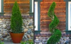 Spartan Juniper - 7 Gallon Pot (3-4') -Garden Plant Seeds juniper20spartan202