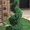 Blue Point Juniper Spiral Topiary - 7 Gallon Pot -Garden Plant Seeds juniperus blue point juniper spiral topiary 101