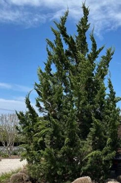 Kaizuka Twisted Juniper - 1 Gallon Pot 11 Kaizuka Twisted Juniper - 1 Gallon Pot -Garden Plant Seeds juniperus chinensis kaizuka twisted juniper 5