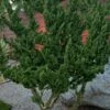 Kaizuka Twisted Juniper - 1 Gallon Pot -Garden Plant Seeds juniperus chinensis kaizuka twisted juniper 7