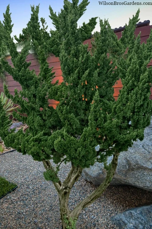Kaizuka Twisted Juniper - 1 Gallon Pot 3 Kaizuka Twisted Juniper - 1 Gallon Pot