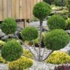 Sea Green Juniper Pom Pom Topiary - 3 Gallon Pot 2 Sea Green Juniper Pom Pom Topiary - 3 Gallon Pot -Garden Plant Seeds juniperus chinensis sea green pom pom topiary 2