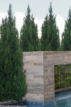 Spartan Juniper - 7 Gallon Pot (3-4') -Garden Plant Seeds juniperus chinensis spartan columnar juniper 20