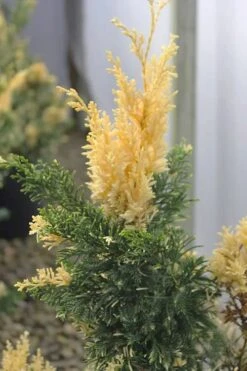 Variegated Hollywood Juniper - 1 Gallon Pot -Garden Plant Seeds juniperus chinensis torulosa variegata 3