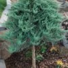 Blue Chip Juniper Tree Form Topiary - 3 Gallon Pot 1 Blue Chip Juniper Tree Form Topiary - 3 Gallon Pot -Garden Plant Seeds juniperus horizontalis blue chip juniper topiary tree 1