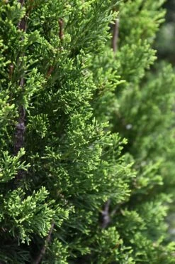 Brodie Eastern Red Cedar - 7 Gallon Pot (3-4') -Garden Plant Seeds juniperus virginiana brodie eastern red cedar 3