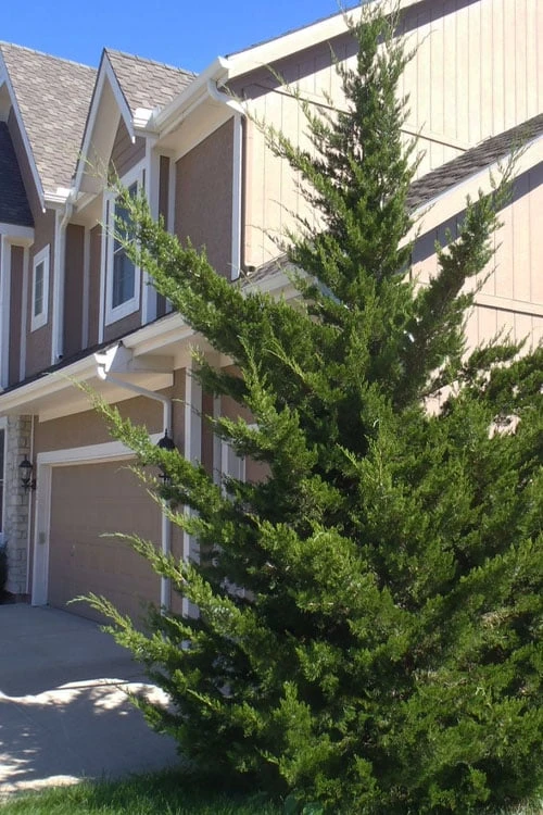 Canaertii Juniper (Red Cedar) - 3 Gallon Pot 3 Canaertii Juniper (Red Cedar) - 3 Gallon Pot