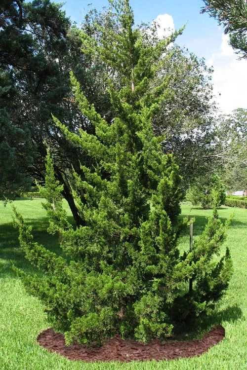 Canaertii Juniper (Red Cedar) - 3 Gallon Pot 7 Canaertii Juniper (Red Cedar) - 3 Gallon Pot - Image 5