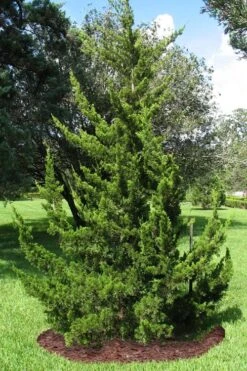 Canaertii Juniper (Red Cedar) - 7 Gallon Pot (4-5') -Garden Plant Seeds juniperus virginiana canaertii eatern red cedar 2 2