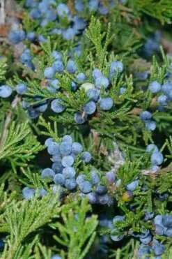 Canaertii Juniper (Red Cedar) - 3 Gallon Pot 10 Canaertii Juniper (Red Cedar) - 3 Gallon Pot -Garden Plant Seeds juniperus virginiana canaertii eatern red cedar 4 1