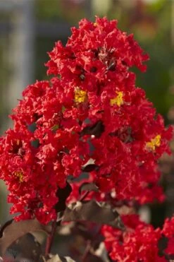 Black Diamond Best Red Crape Myrtle (Single Trunk Tree) - 7 Gallon Pot -Garden Plant Seeds lagerstroemia black diamond best red crape myrtle tree 2 1