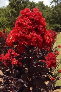 Black Diamond Best Red Crape Myrtle (Single Trunk Tree) - 7 Gallon Pot -Garden Plant Seeds lagerstroemia black diamond best red crape myrtle tree 3 1