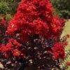 Black Diamond Best Red Crape Myrtle (Multi Trunk) - 3 Gallon Pot -Garden Plant Seeds lagerstroemia black diamond best red crape myrtle tree 3