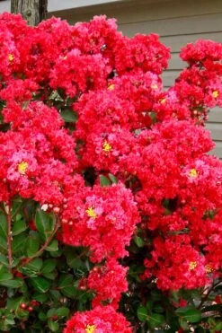 Enduring Summer Red Crape Myrtle Tree (Single Trunk) - 7 Gallon Pot -Garden Plant Seeds lagerstroemia enduring summer red crape myrtle single trunk tree 1