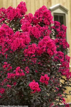 Black Diamond 'Mystic Magenta' Crape Myrtle - 2 Gallon Pot -Garden Plant Seeds lagerstroemia indica black diamond mystic magenta crape myrtle 1