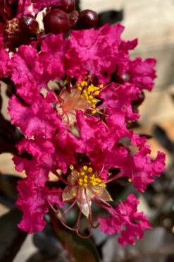 Black Diamond 'Mystic Magenta' Crape Myrtle - 2 Gallon Pot -Garden Plant Seeds lagerstroemia indica black diamond mystic magenta crape myrtle 3