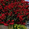 Dynamite Red Crape Myrtle - 7 Gallon Pot (5-6') -Garden Plant Seeds lagerstroemia indica dynamite 201